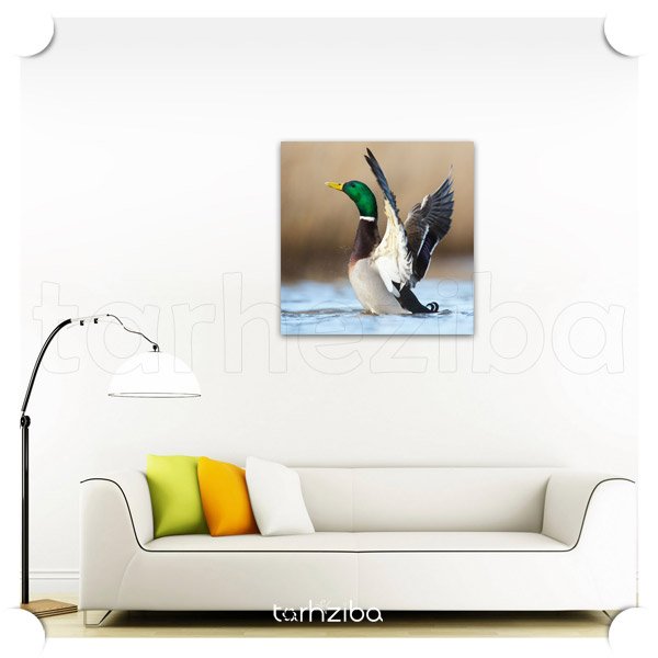 تابلو عکس دکوراتیو پرنده دریا (A-1093) - خرید تابلو شاسی